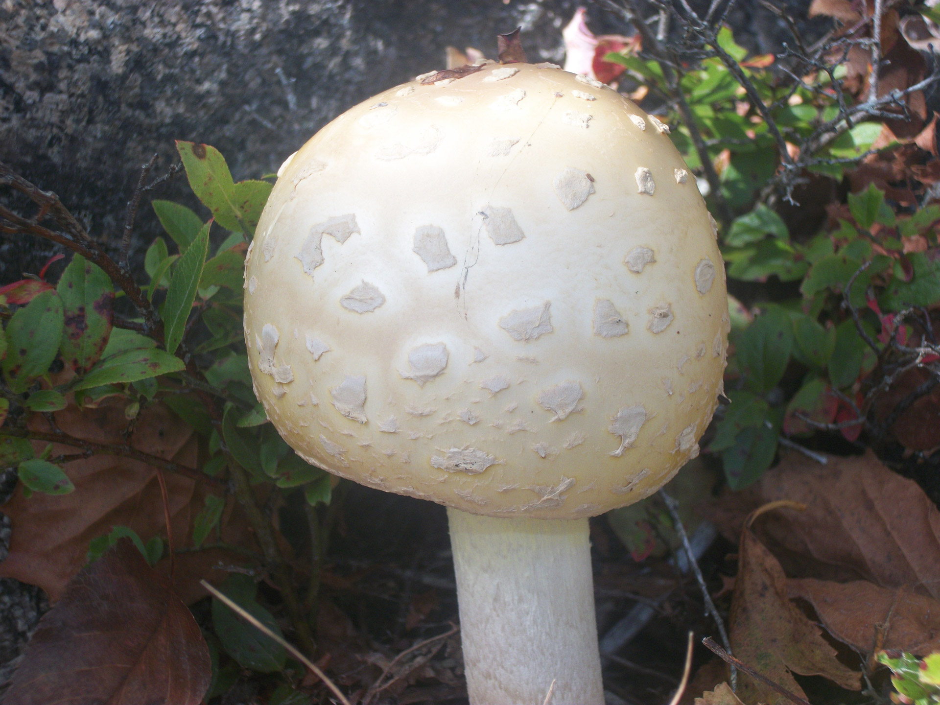 mushroom mushrooms toadstools free photo