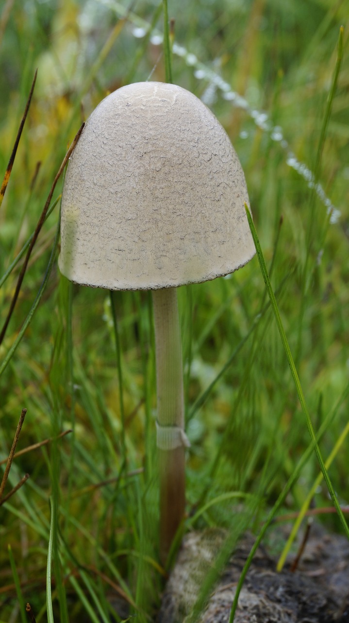 mushroom grassland umbrella free photo