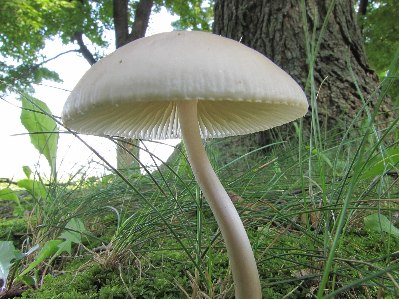 mushroom wild fungi free photo