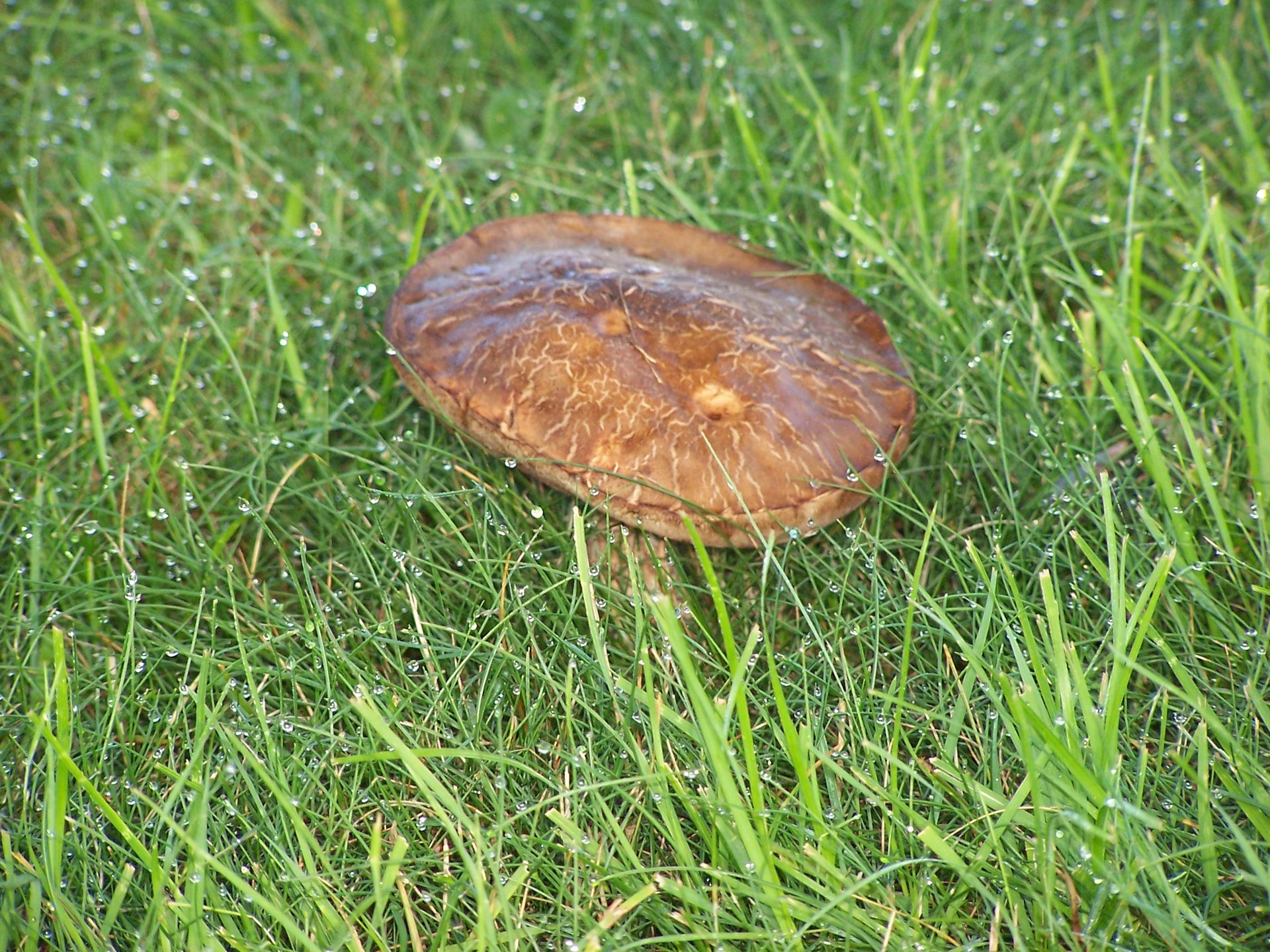 mushroom water rain free photo