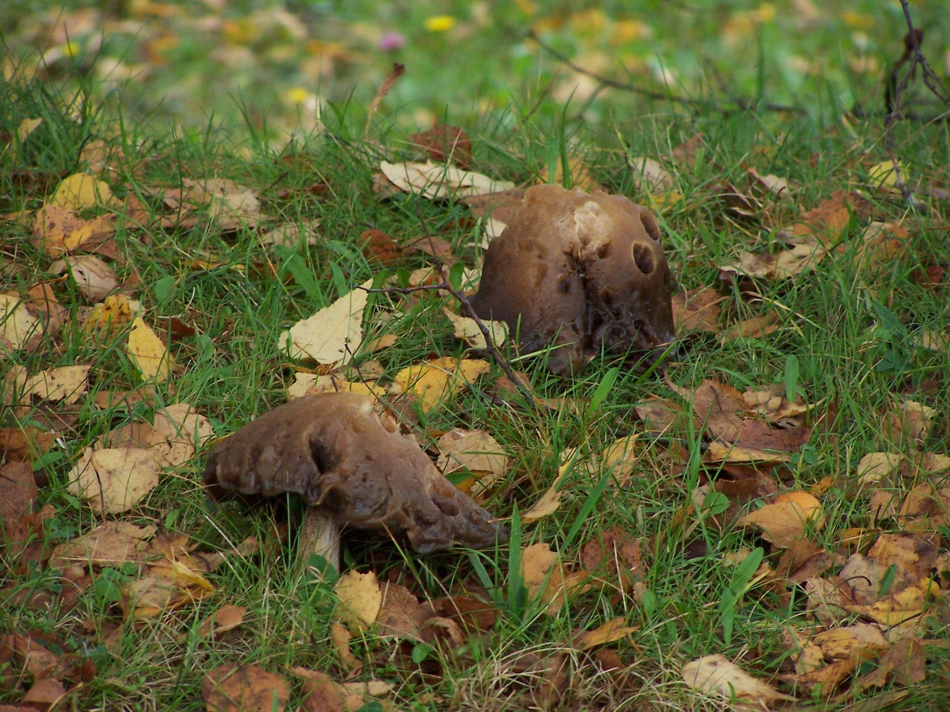 mushroom water rain free photo