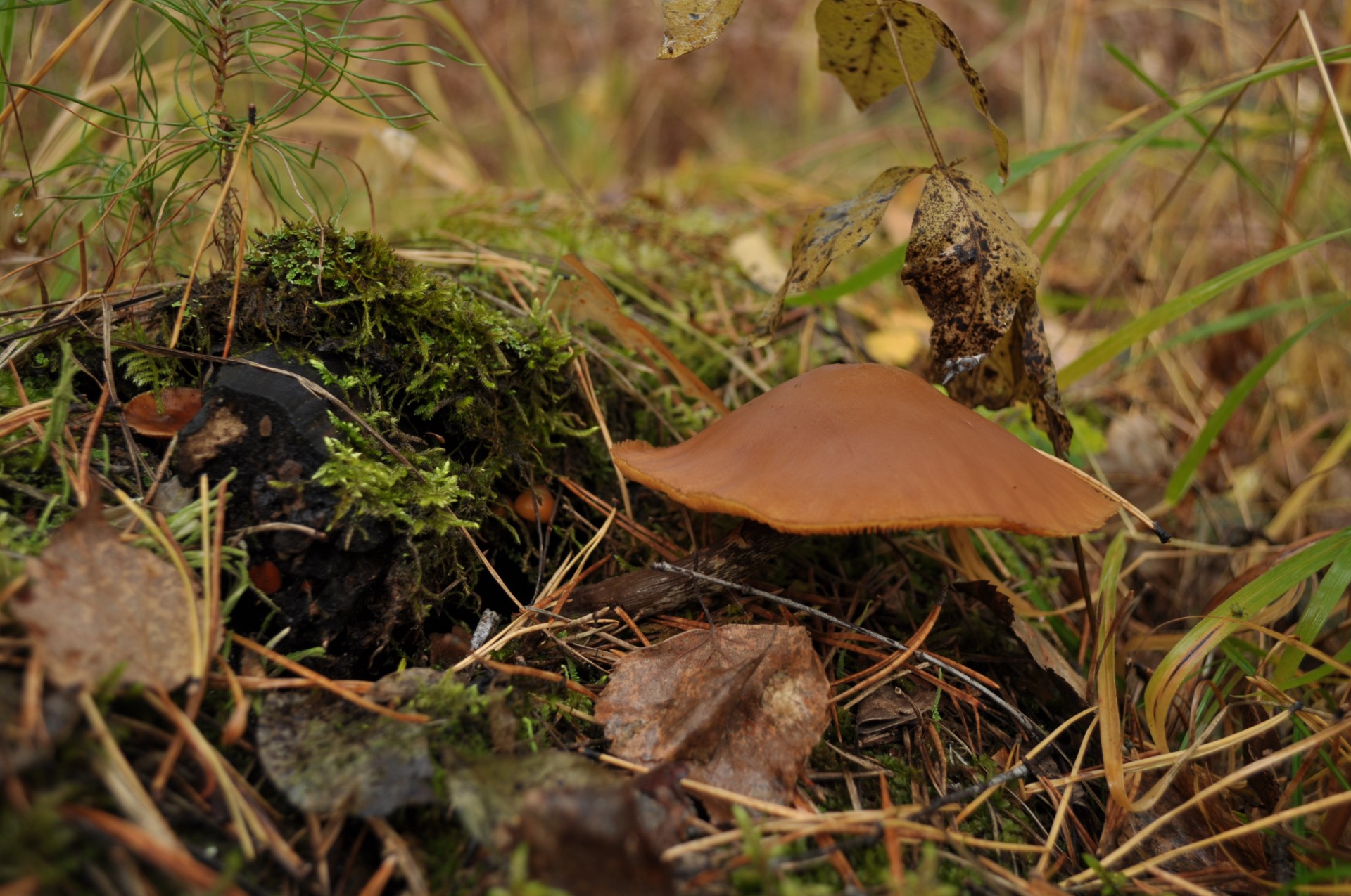 mushroom autumn mushrooms free photo
