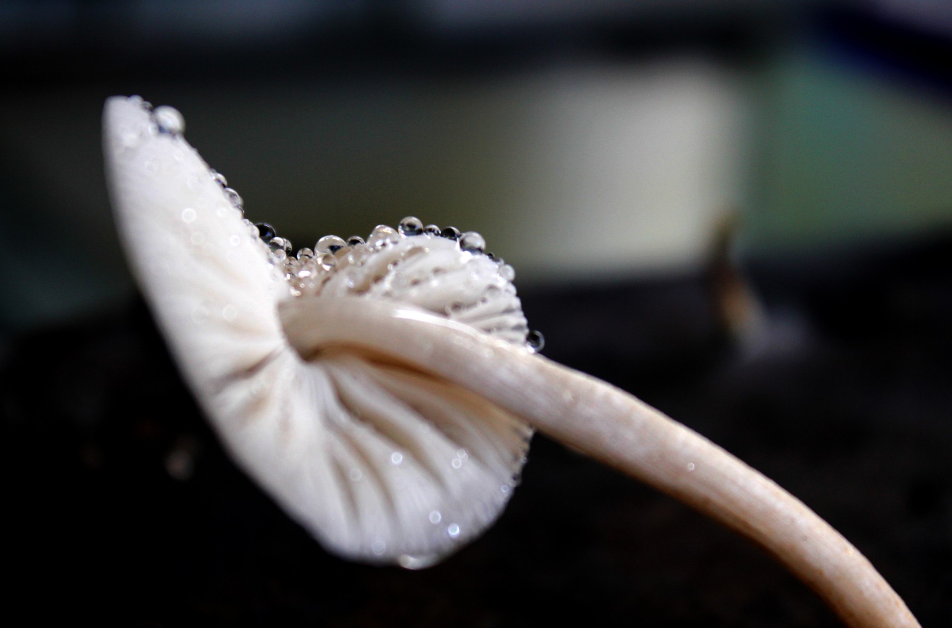 mushroom white mushroom texture free photo