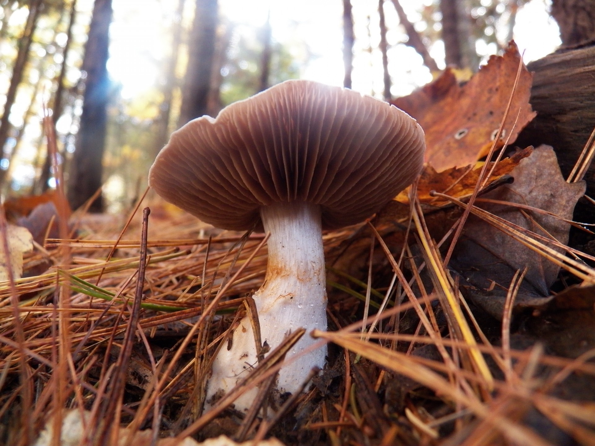 mushroom mushrooms toadstool free photo