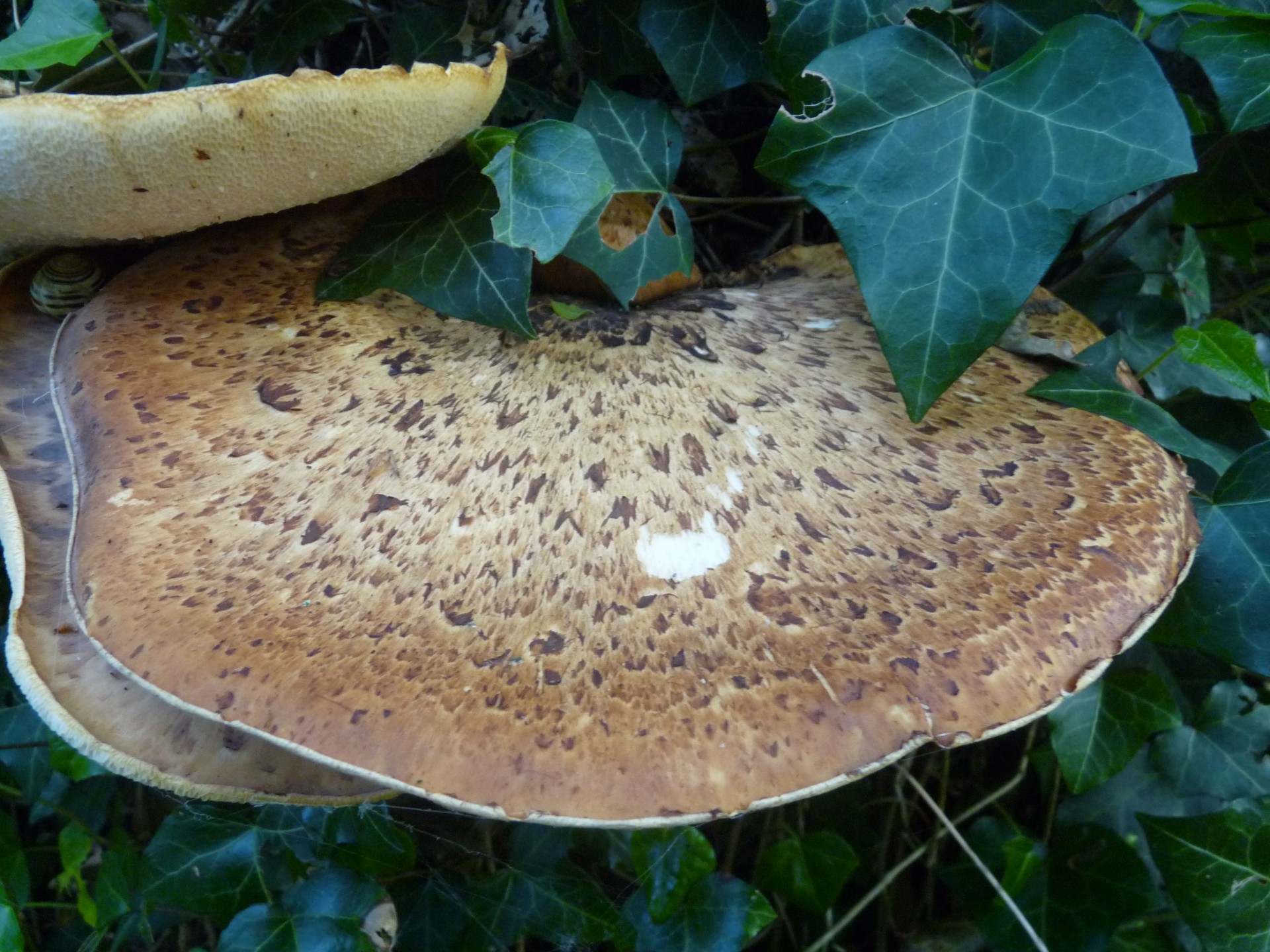 mushroom huge large free photo