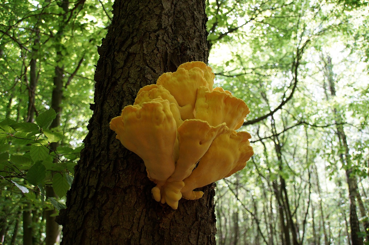 mushroom toxic tree free photo