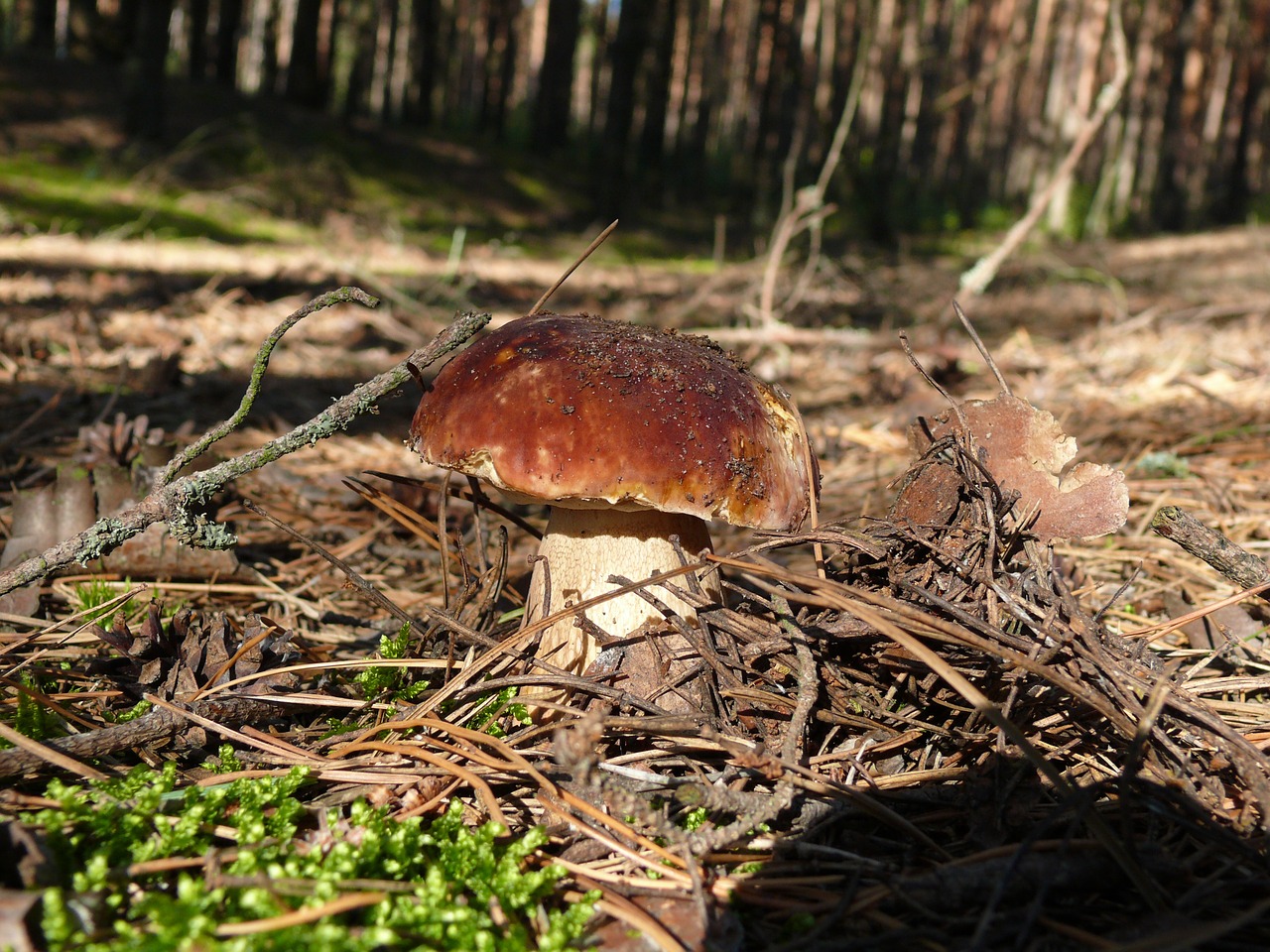 mushroom boletus summer free photo