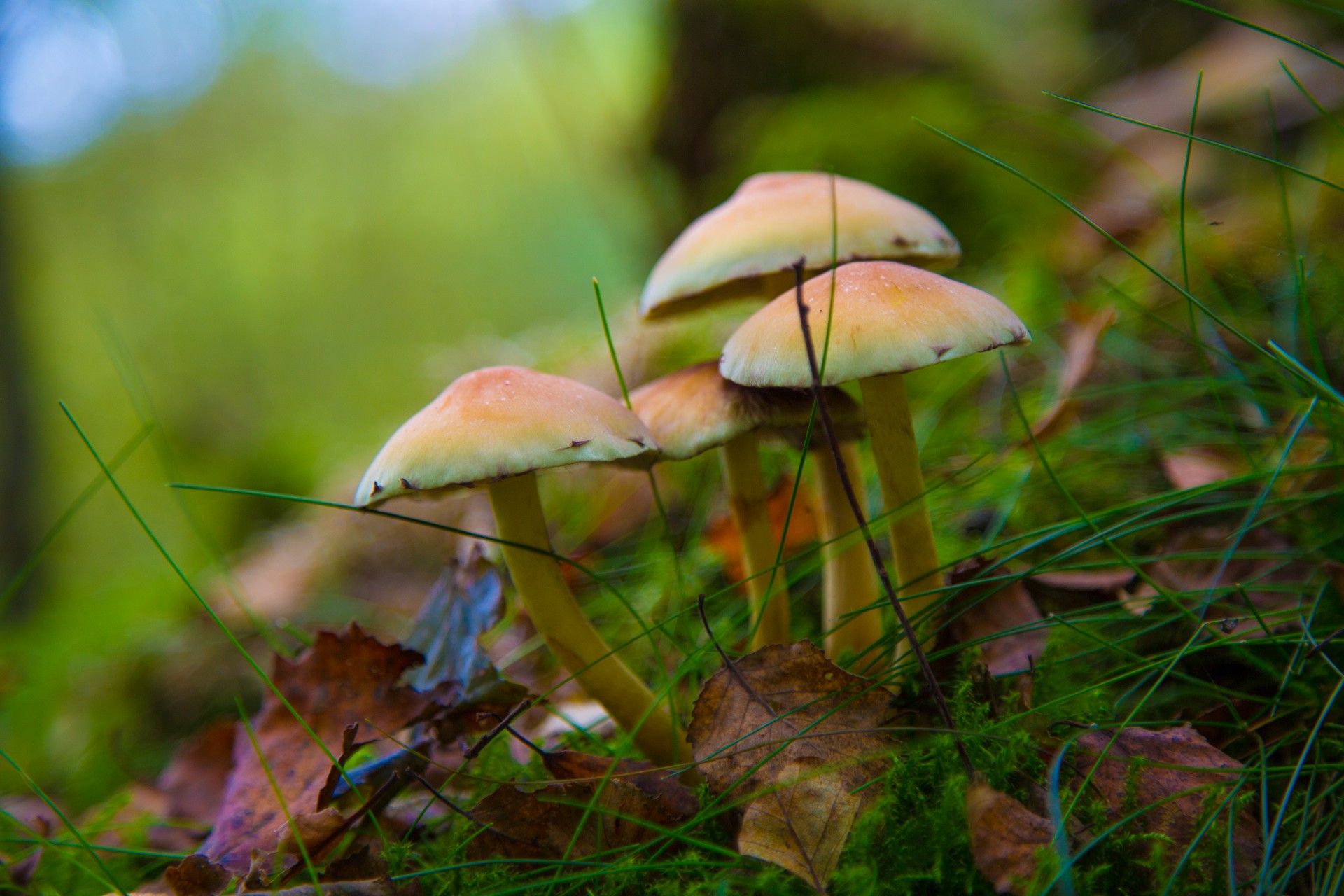 mushroom forest wild free photo