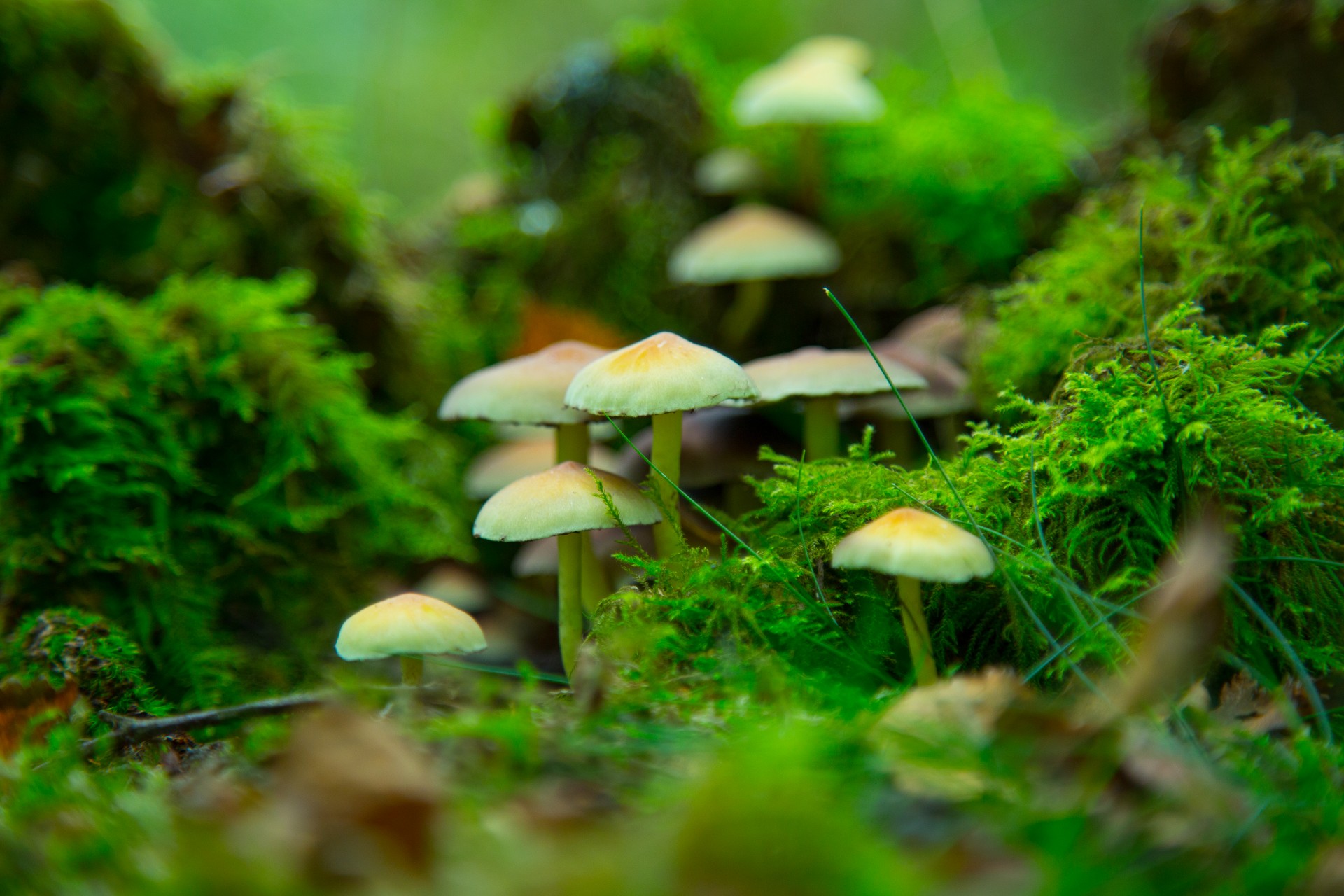 mushroom forest wild free photo
