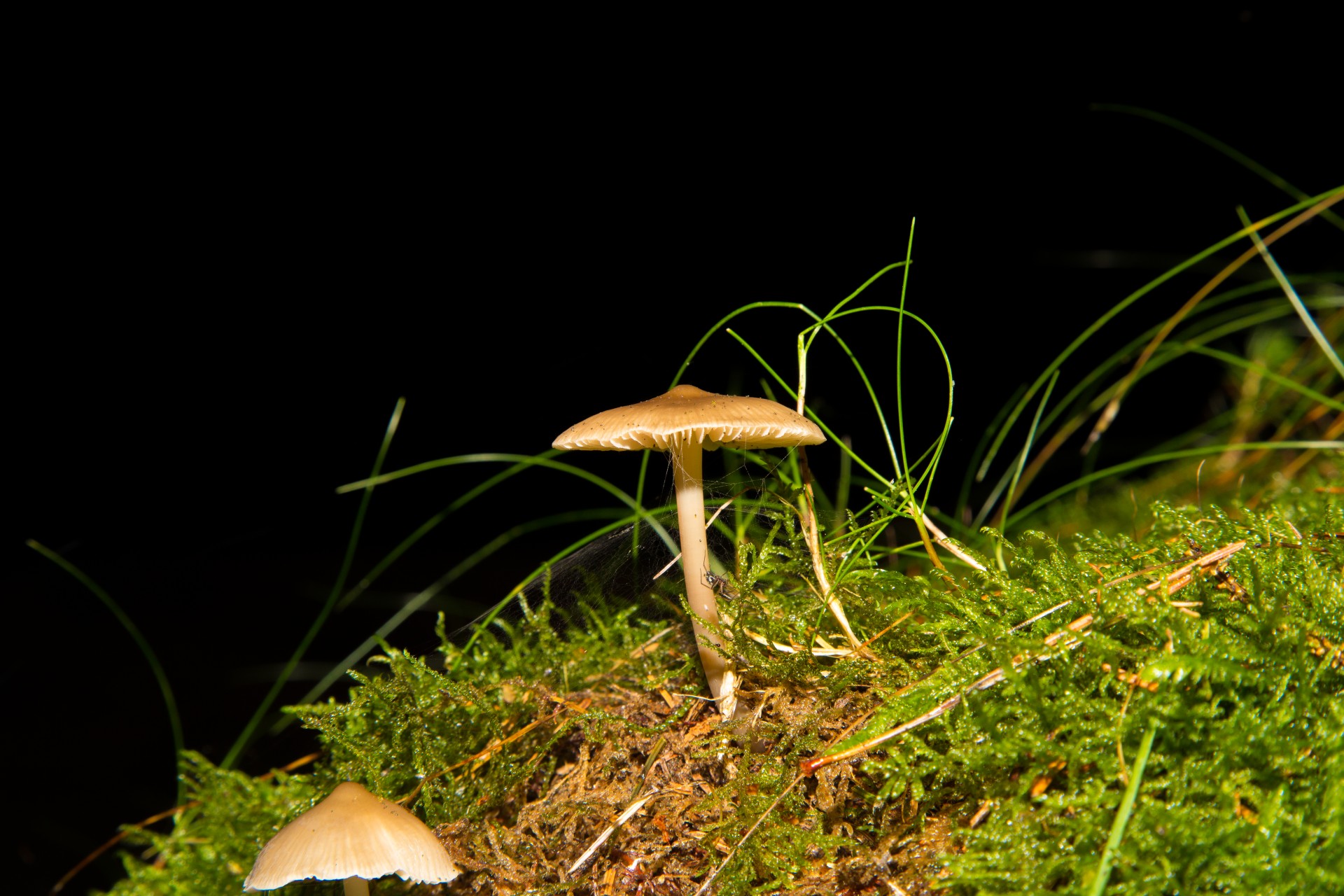 mushroom forest wild free photo