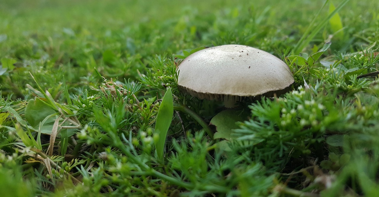 mushroom toadstool fungi free photo