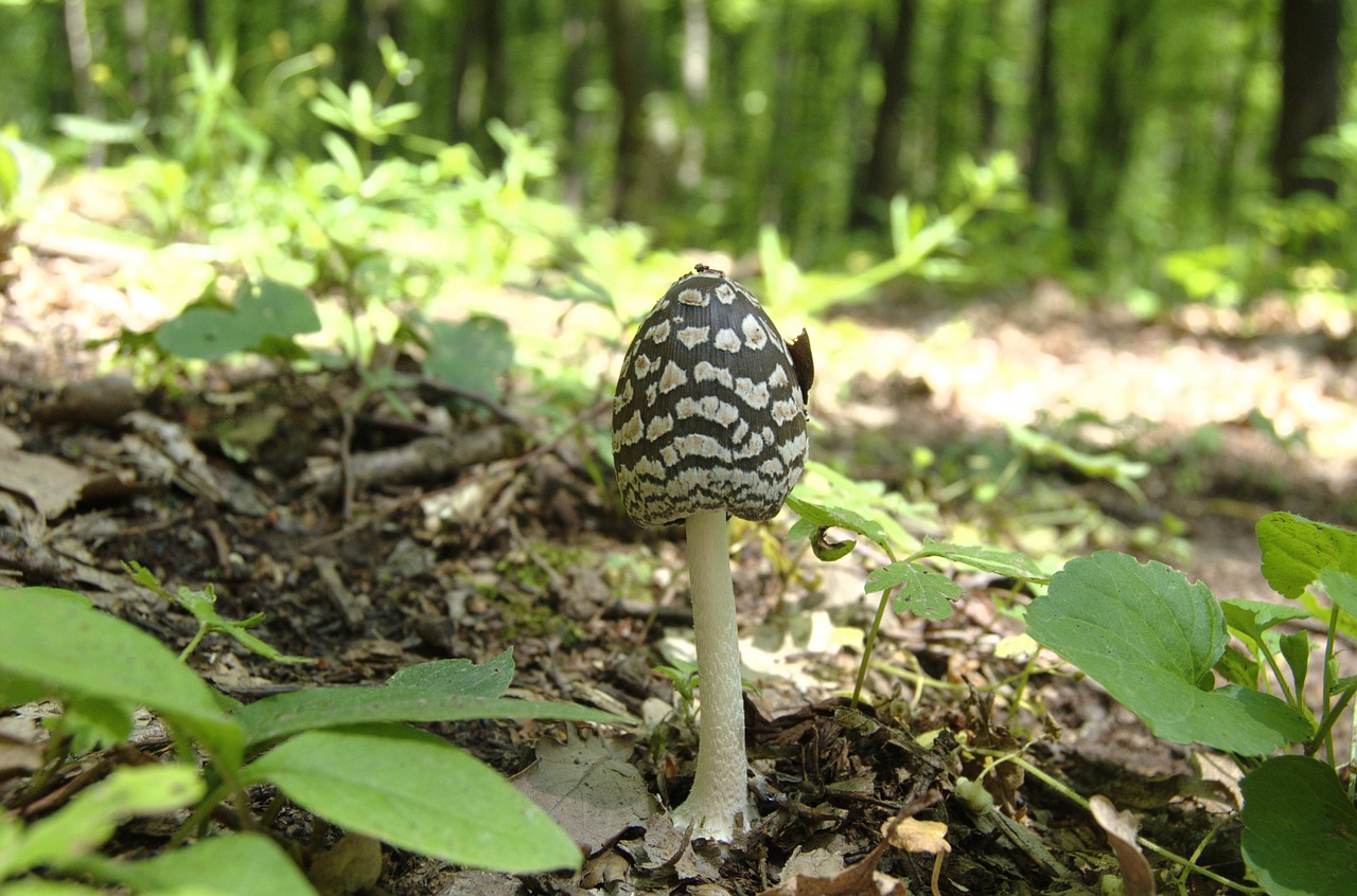 mushroom beetle dyatlova forest free photo