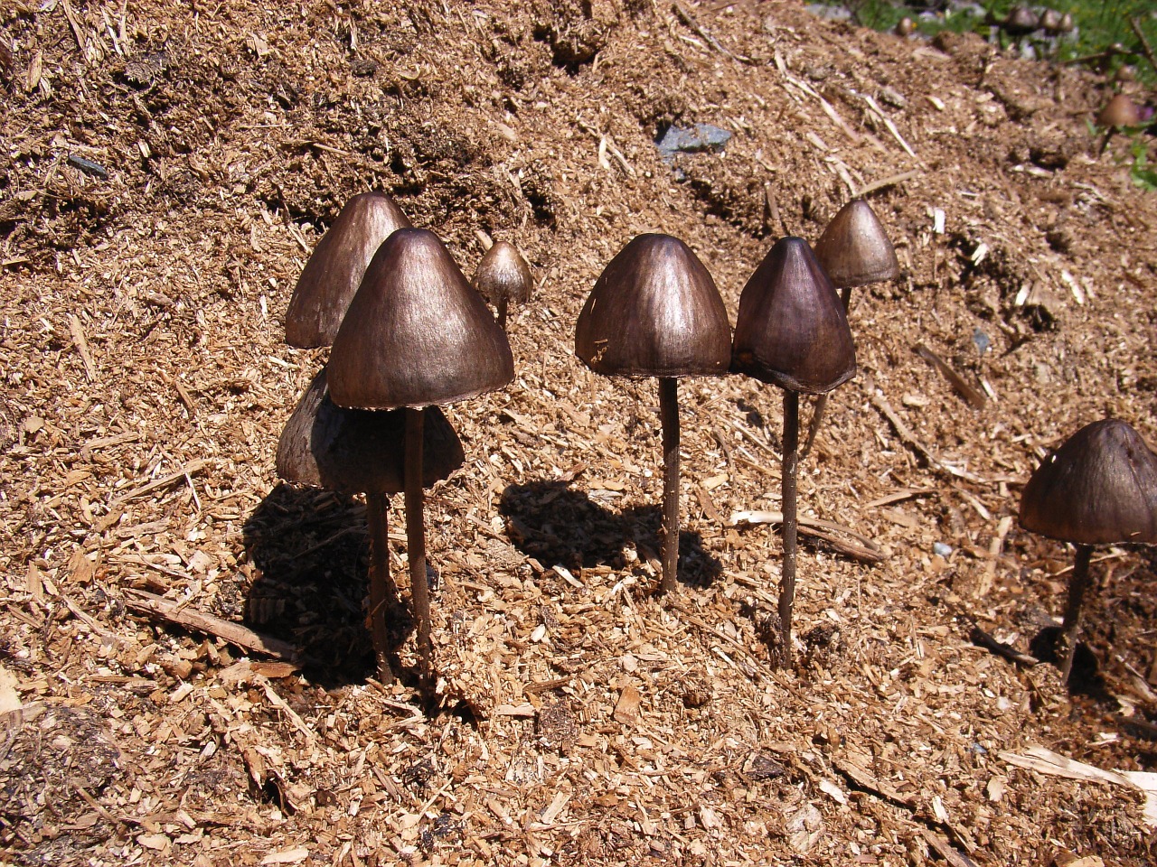 mushrooms mushroom forest free photo