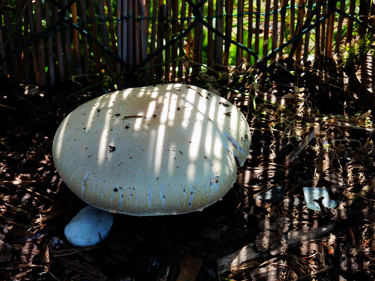 mushroom forest floor autumn free photo