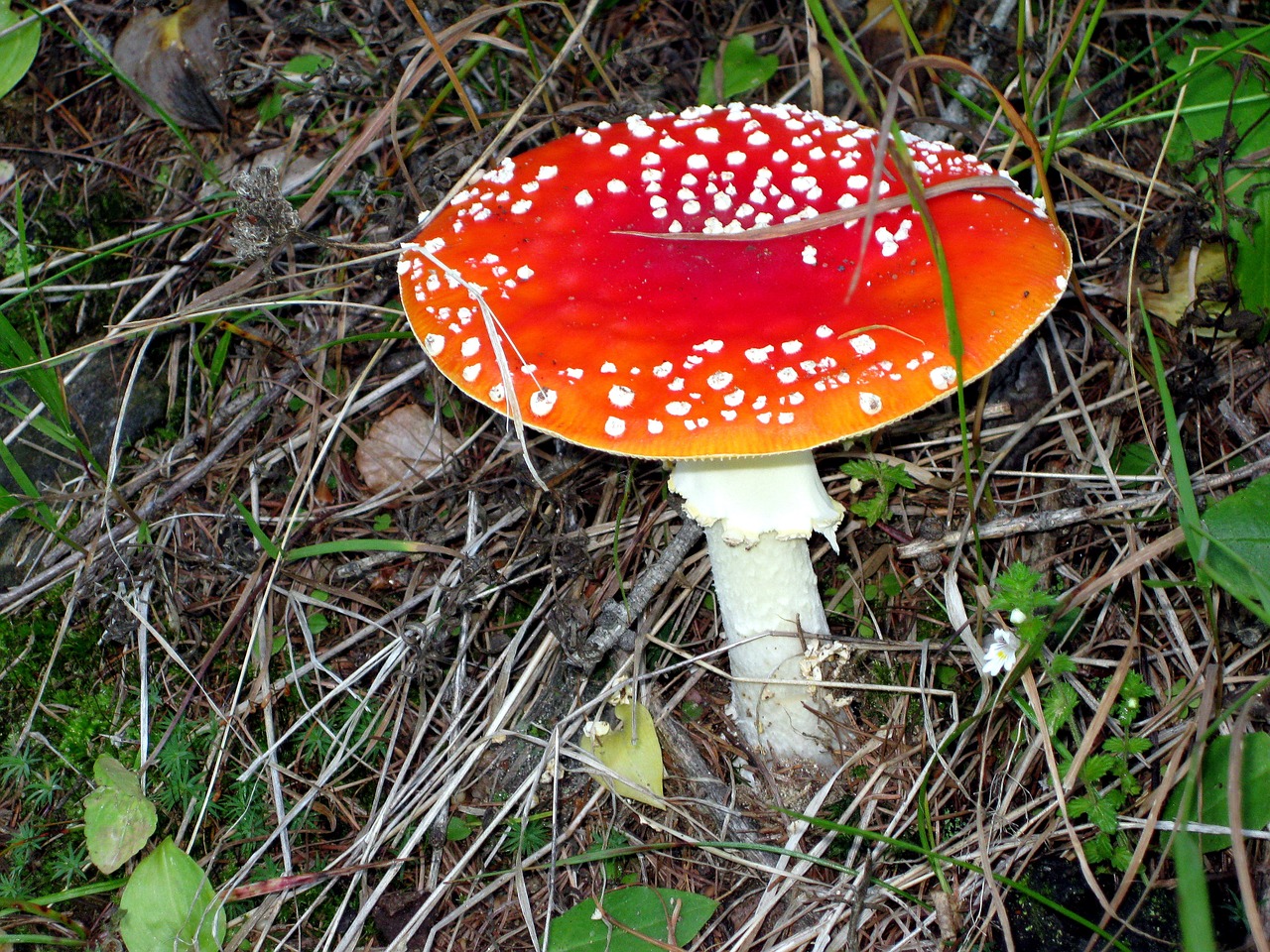 mushroom fly agaric red fly agaric mushroom free photo