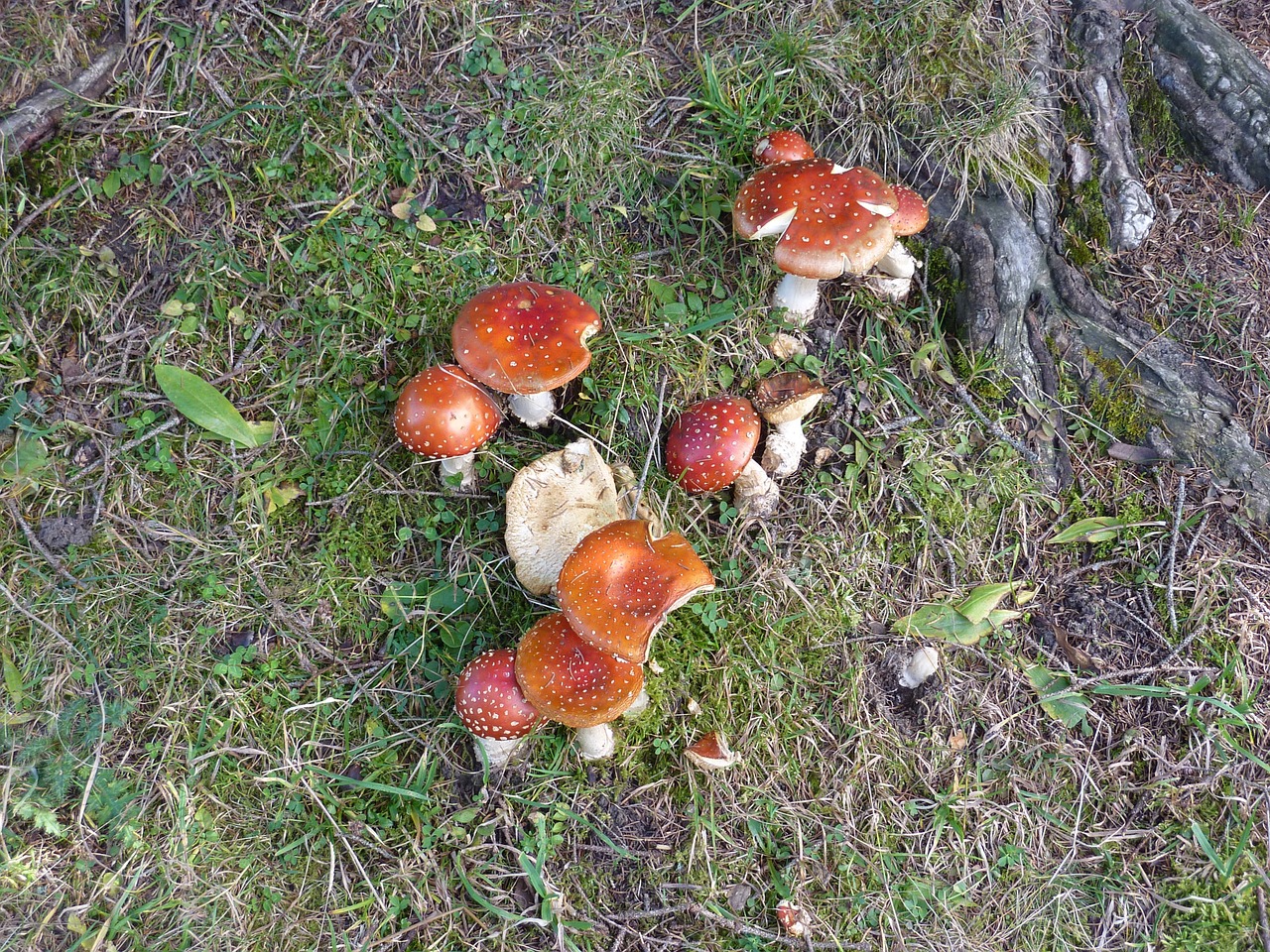 mushroom nature toxic free photo