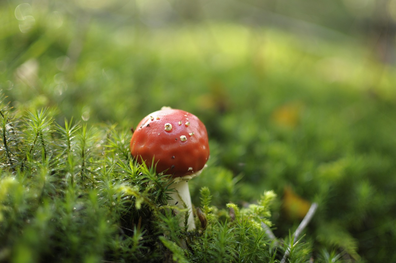 mushroom fly agaric forest free photo