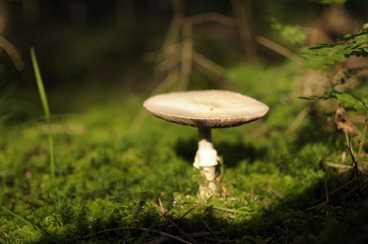 mushroom autumn nature free photo