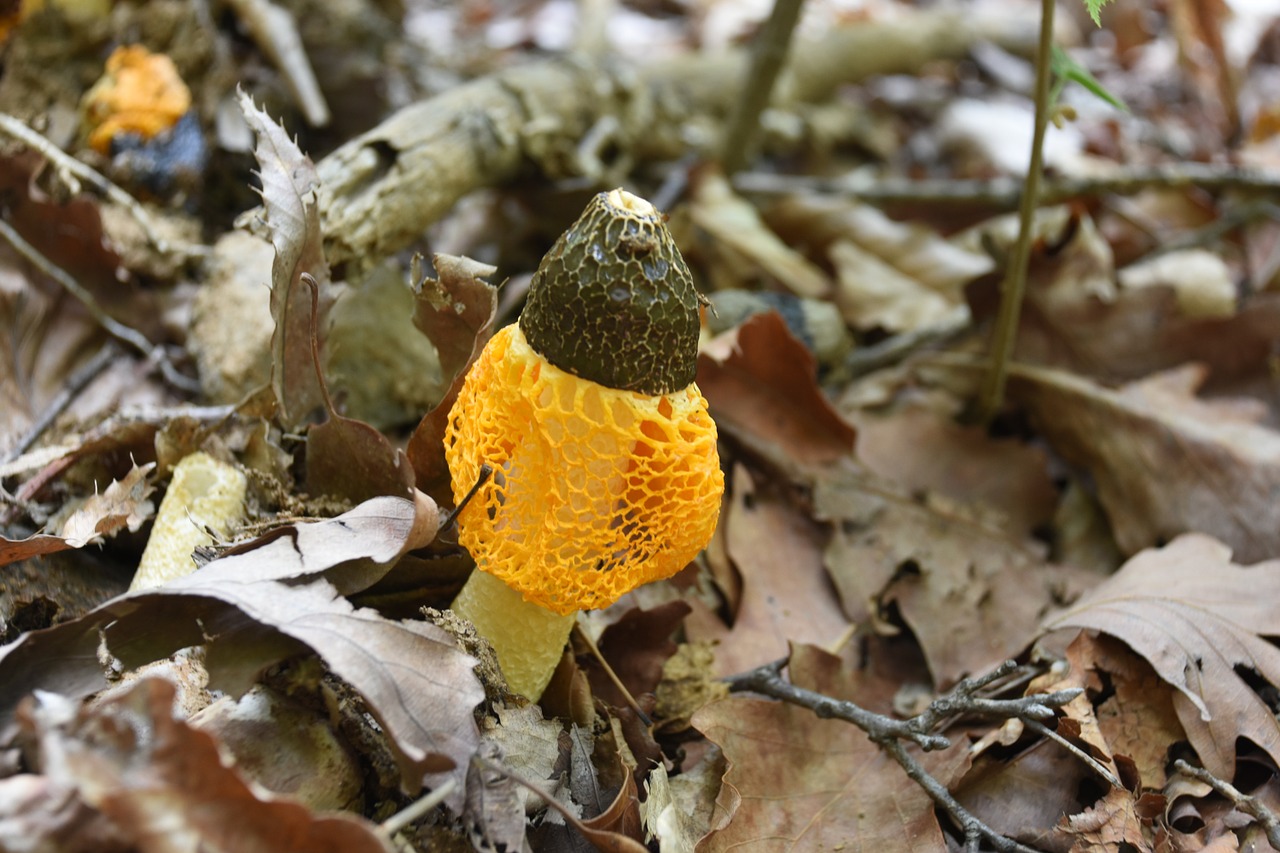 mushroom yellow net free photo