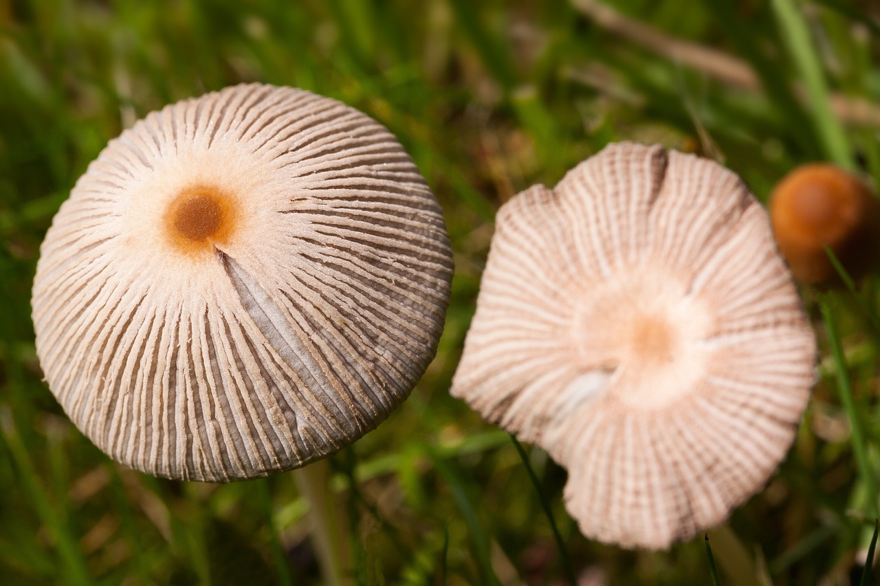 mushroom disc fungus cap free photo