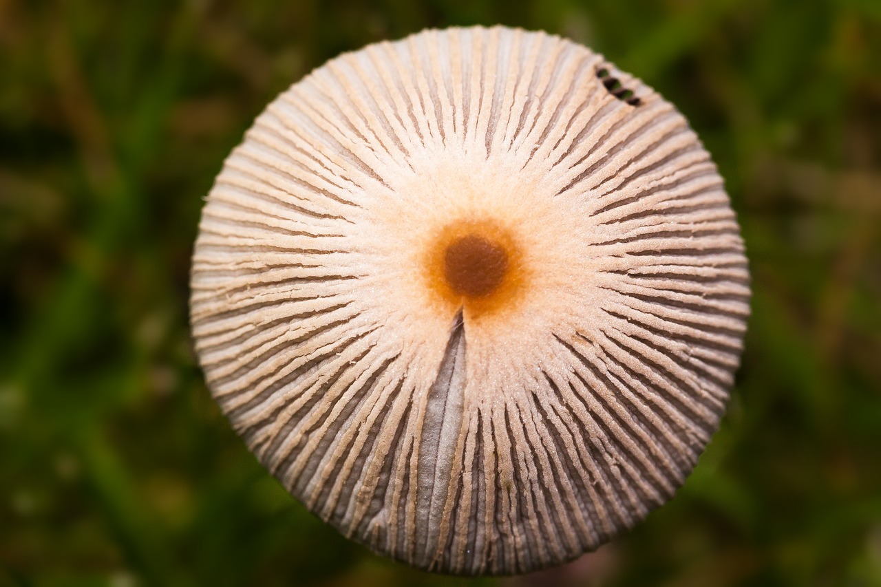 mushroom disc fungus cap free photo