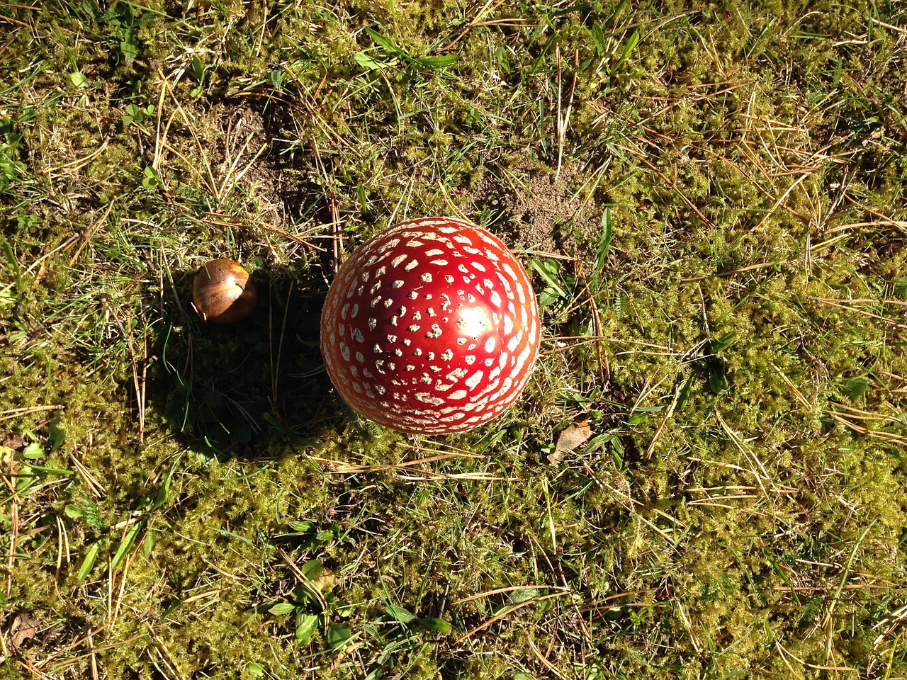 mushroom fly agaric moss free photo