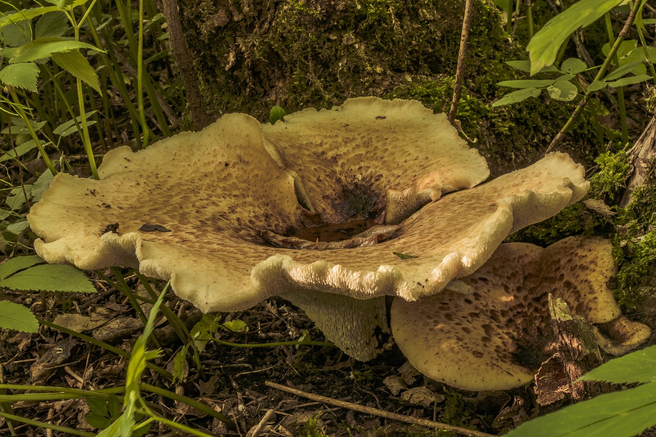 mushroom forest mushroom in the forest free photo