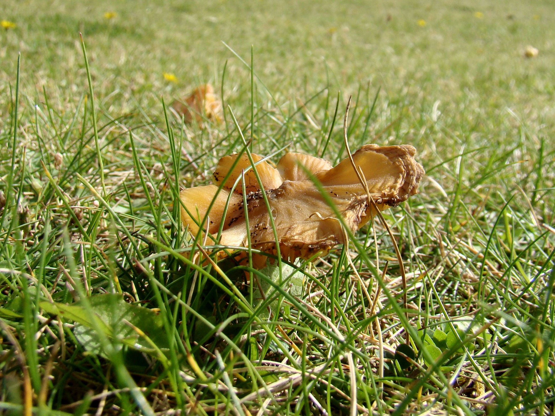 mushroom fungi sand dunes free photo