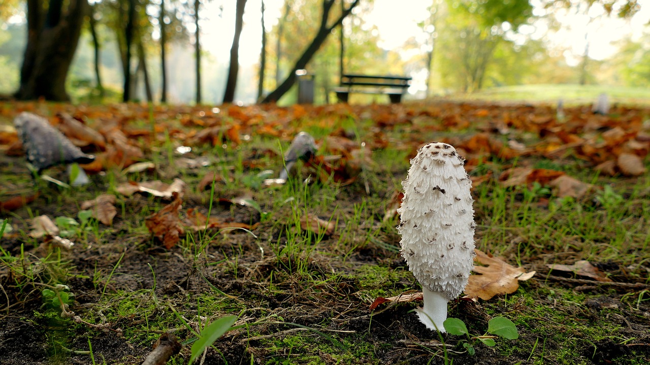 mushroom park autumn free photo