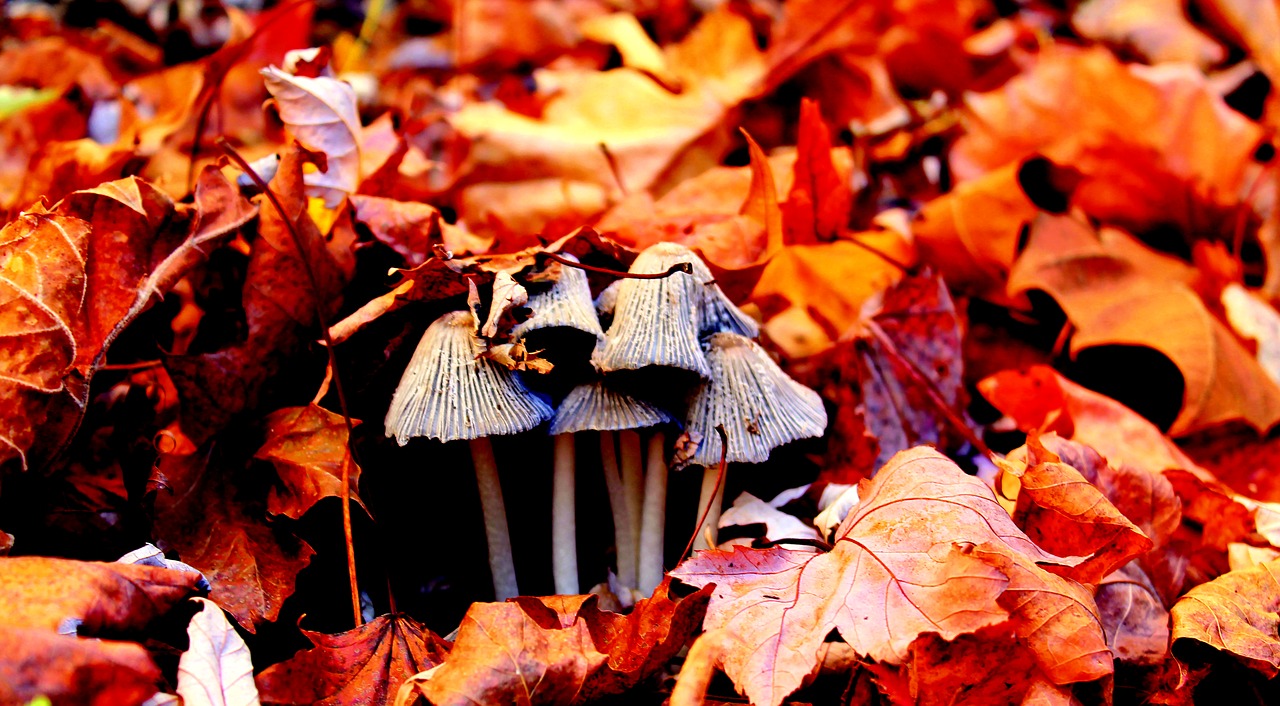 mushroom leaves autumn free photo