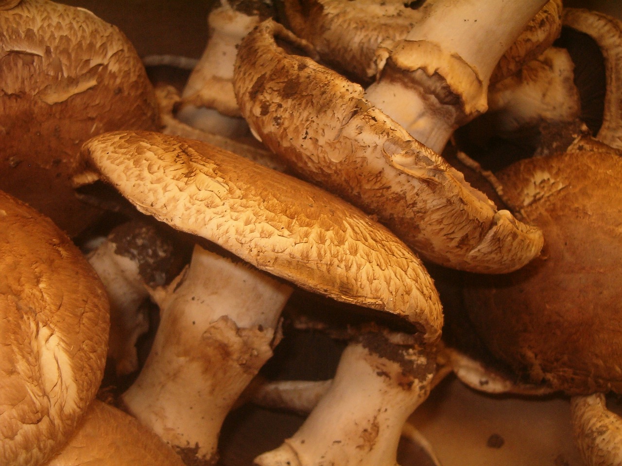 mushroom organic cuisine free photo