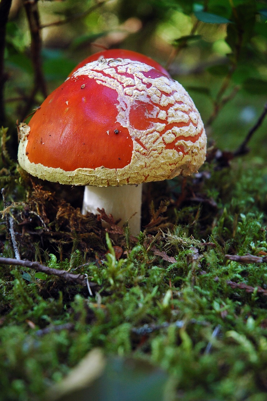 mushroom fungus forest free photo
