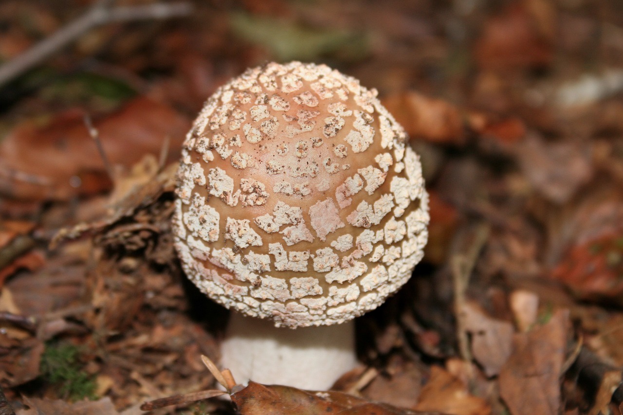 mushroom forest mushroom wild mushrooms free photo