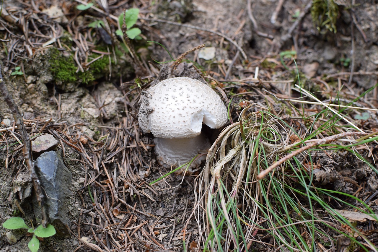 mushroom forest disc fungus free photo