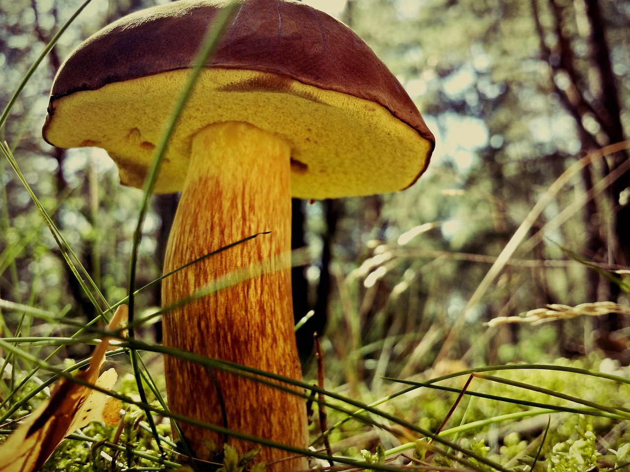 mushroom chestnut boletus polyana free photo