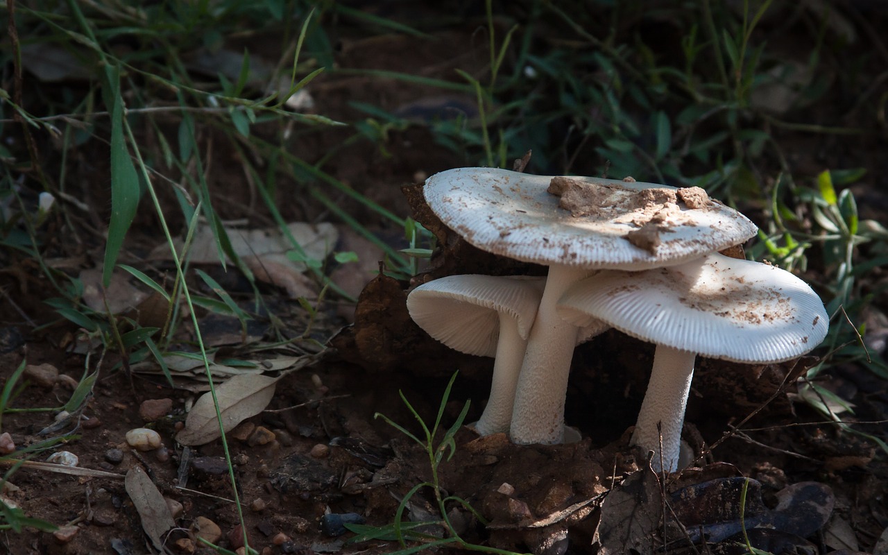 mushroom toadstool forest free photo