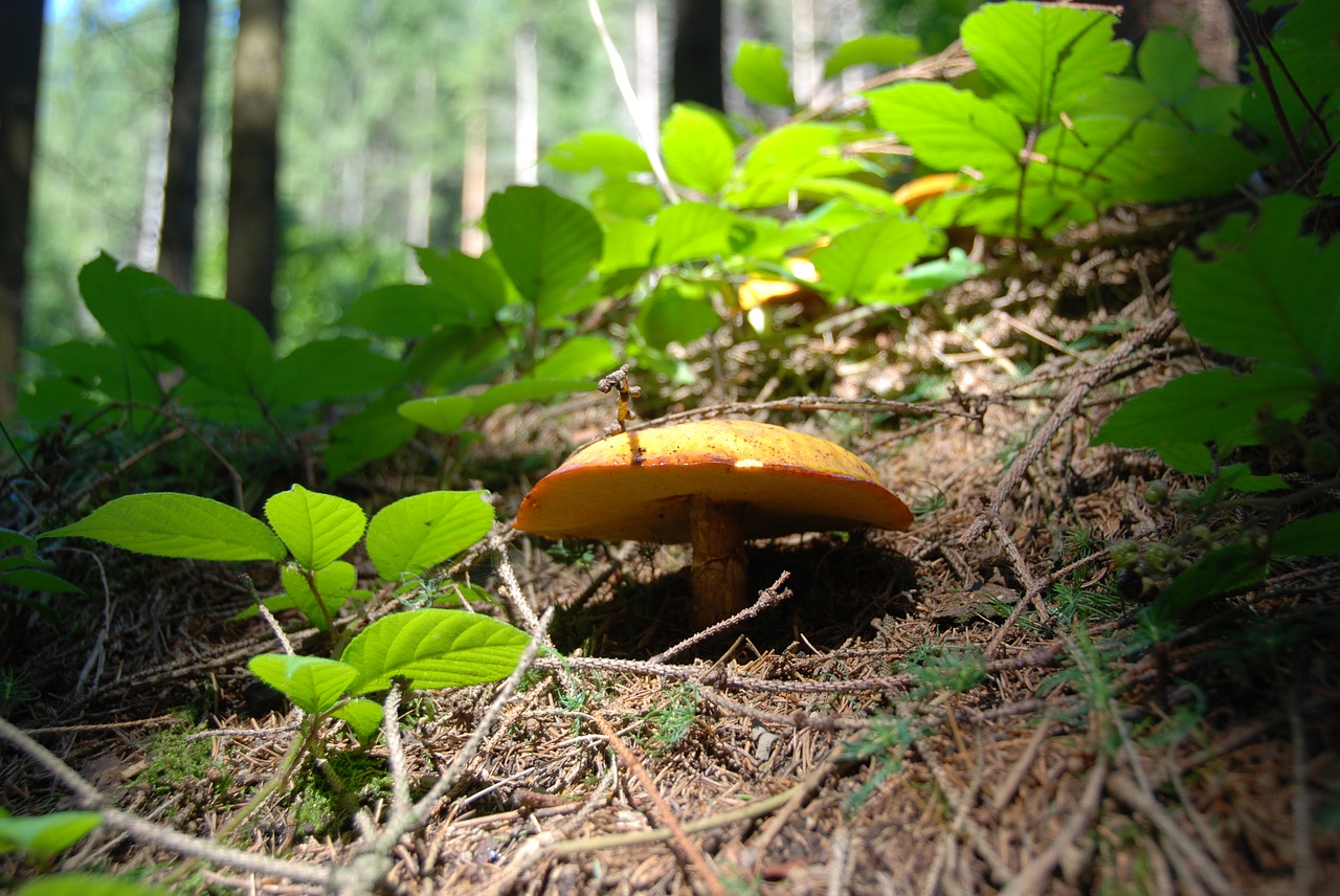 mushroom suillus grevillei golden lärchenröhrling free photo