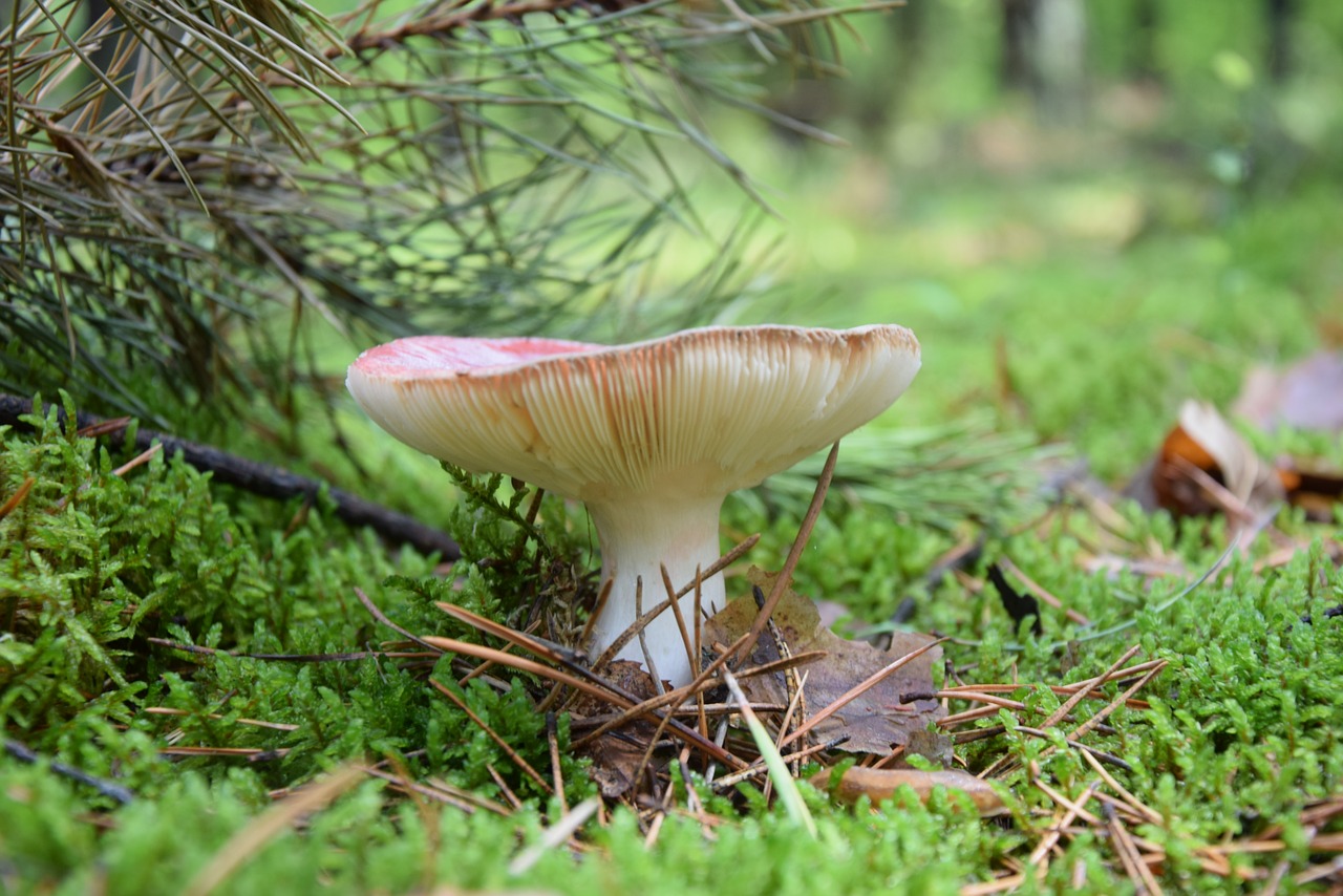 mushroom forest poisonous free photo