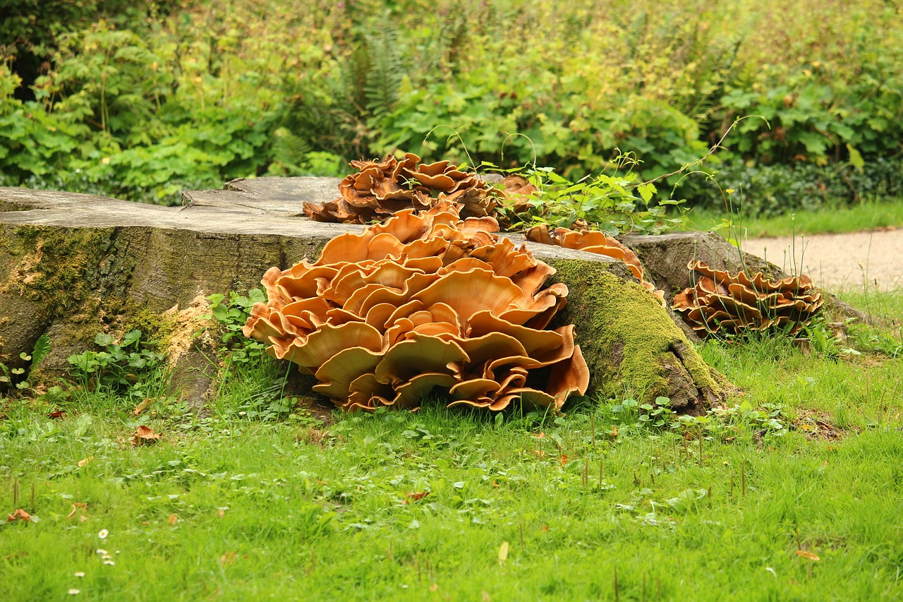 mushroom tree stump park free photo