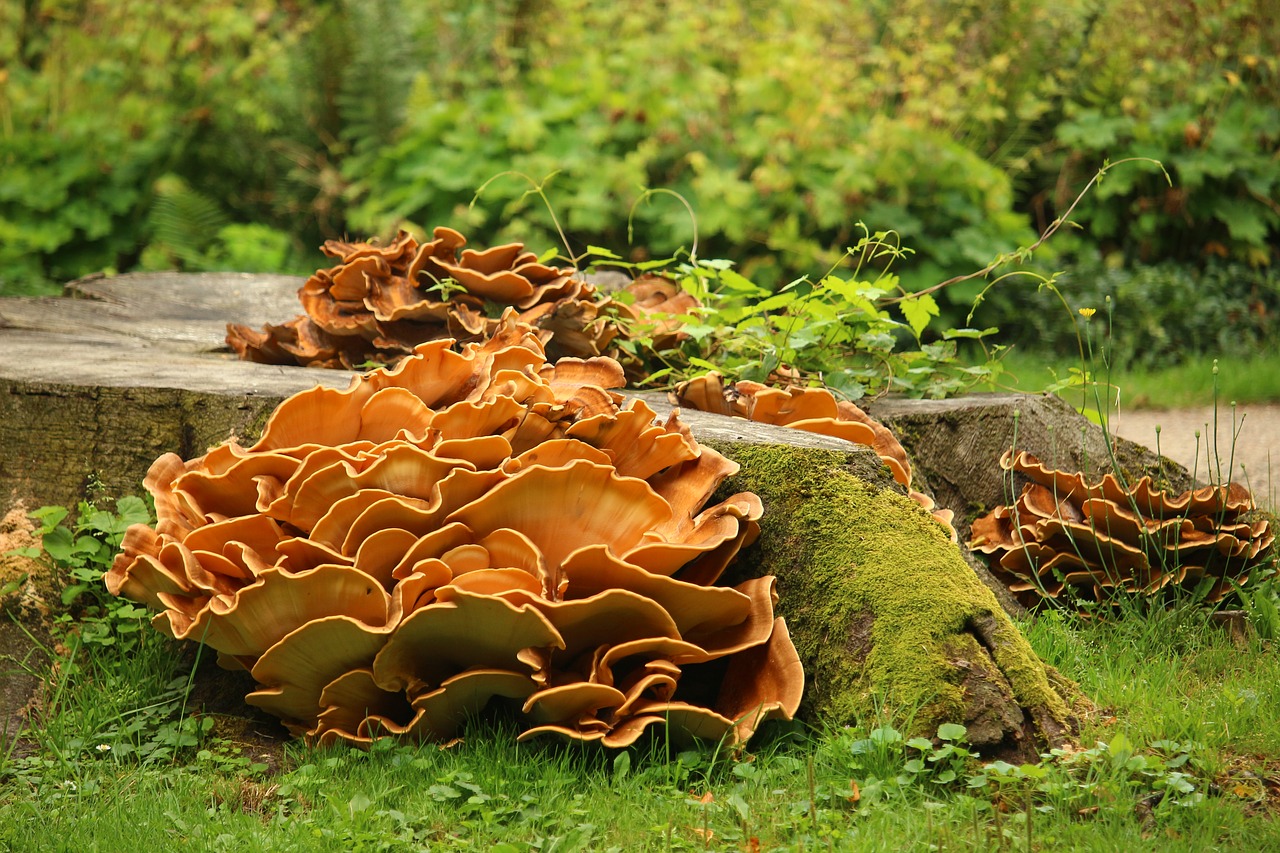 mushroom plant tree stump free photo