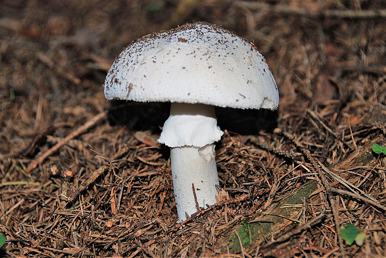 mushroom forest death head free photo