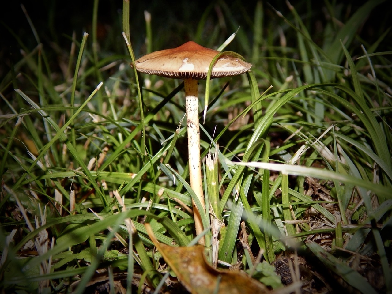 mushroom fungus grass free photo