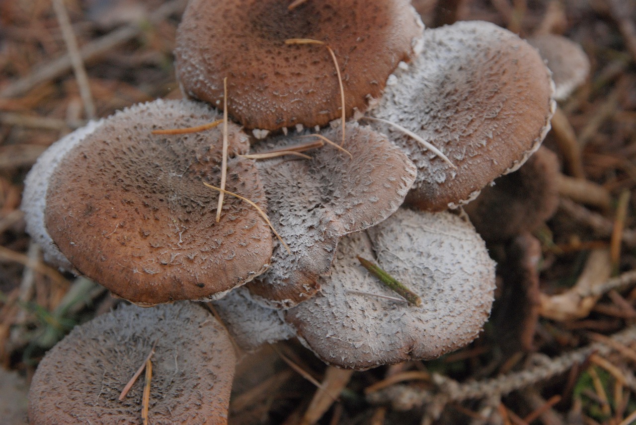 mushroom autumn brown free photo