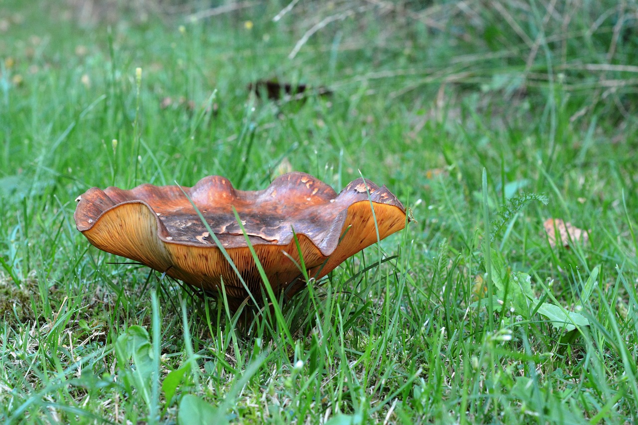 mushroom grass mushroom in the grass free photo