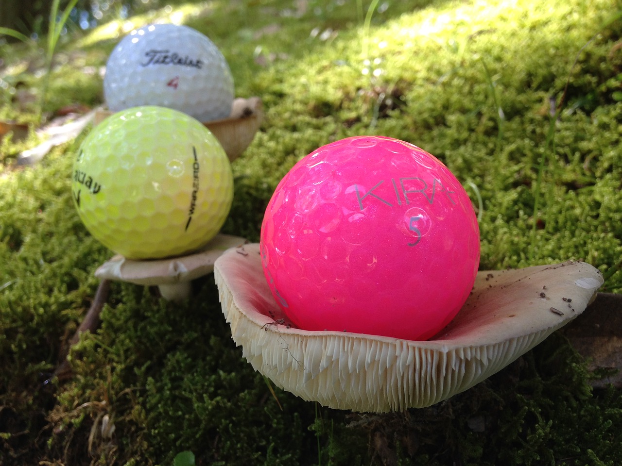 golf ball mushroom woods free photo