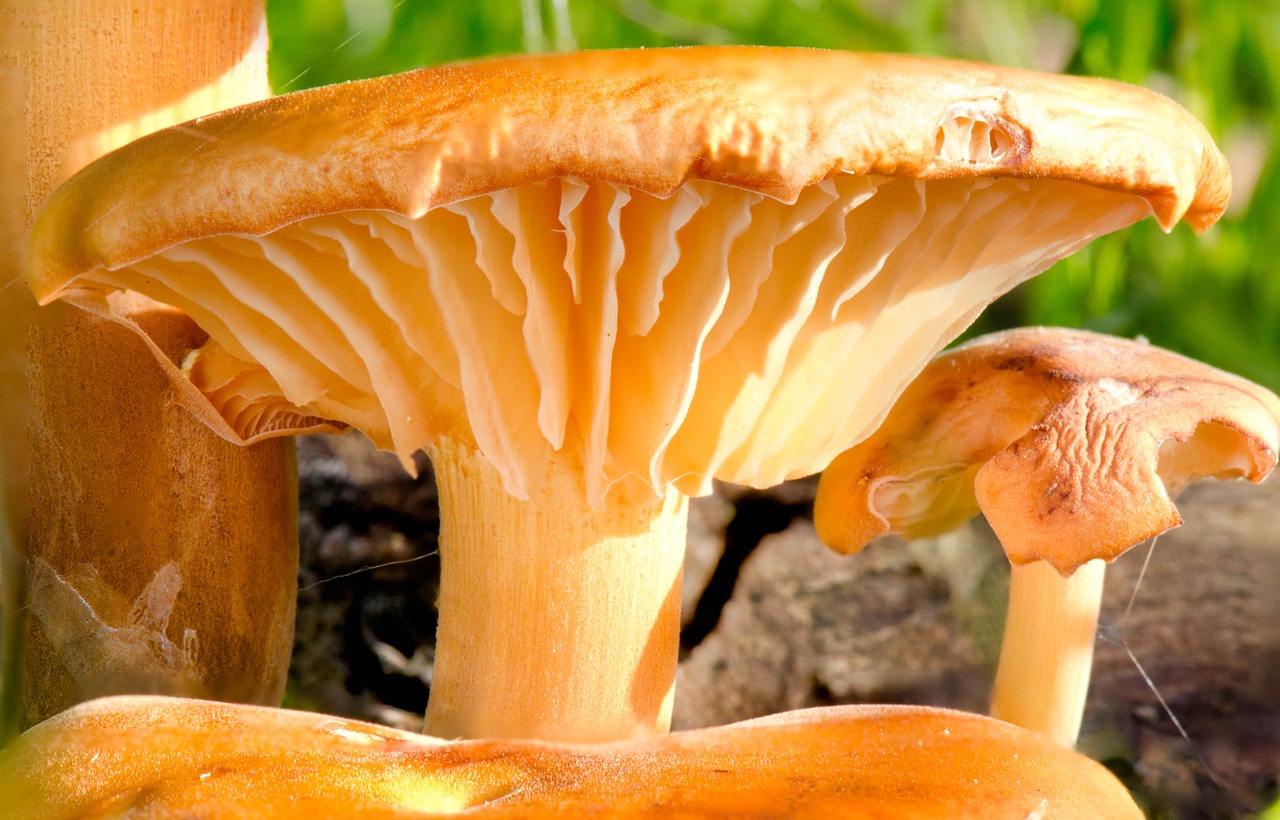mushroom toadstool forest free photo