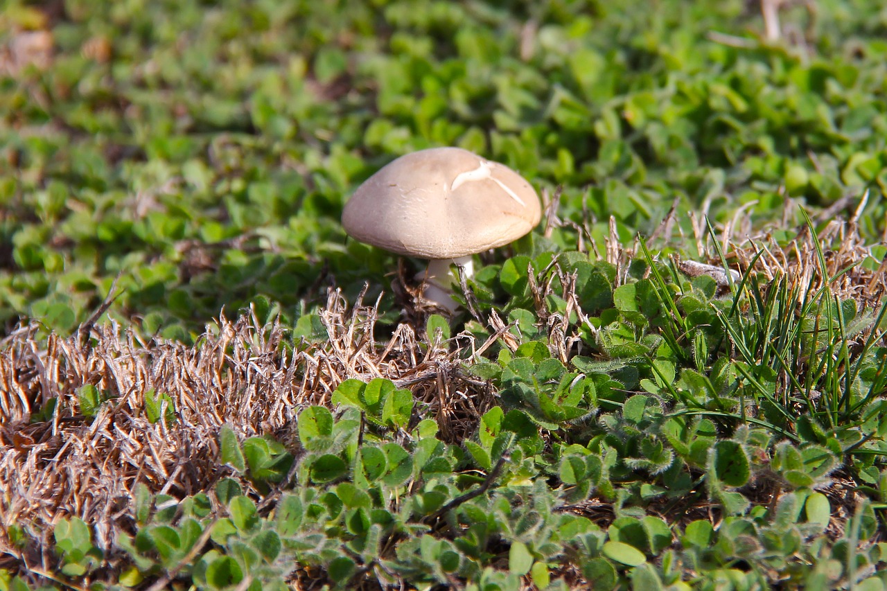 mushroom lavender farm free photo