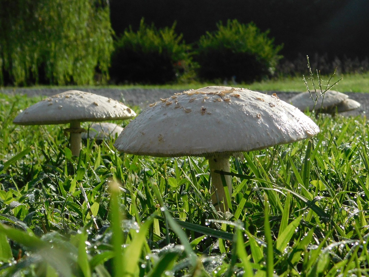 mushroom grass nature free photo
