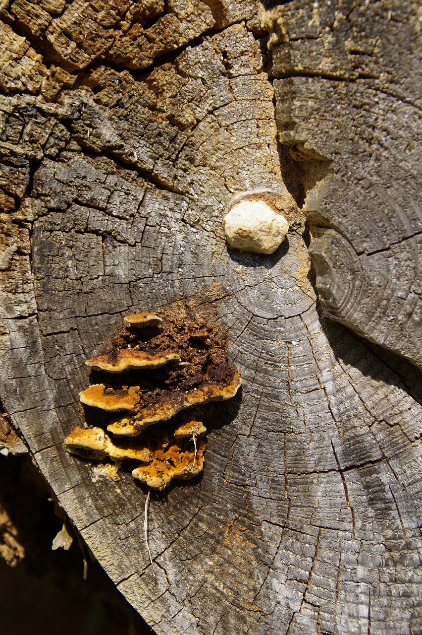 mushroom tree fungus bannwald free photo