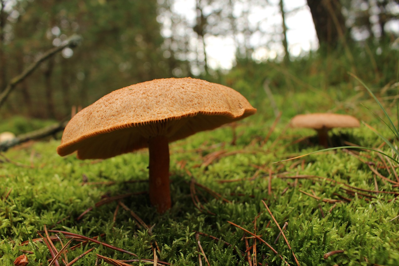 mushroom green denmark free photo